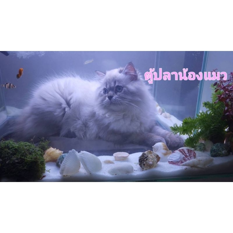 ตู้ปลาน้องแมว 30นิ้ว รุ่นใหญ่โตโอราฬ ตู้ปลาแมวลอด ตู้ปลาแมวรอด