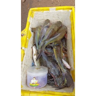 เหยื่อตกปลากด ม้ามหมักโสภา