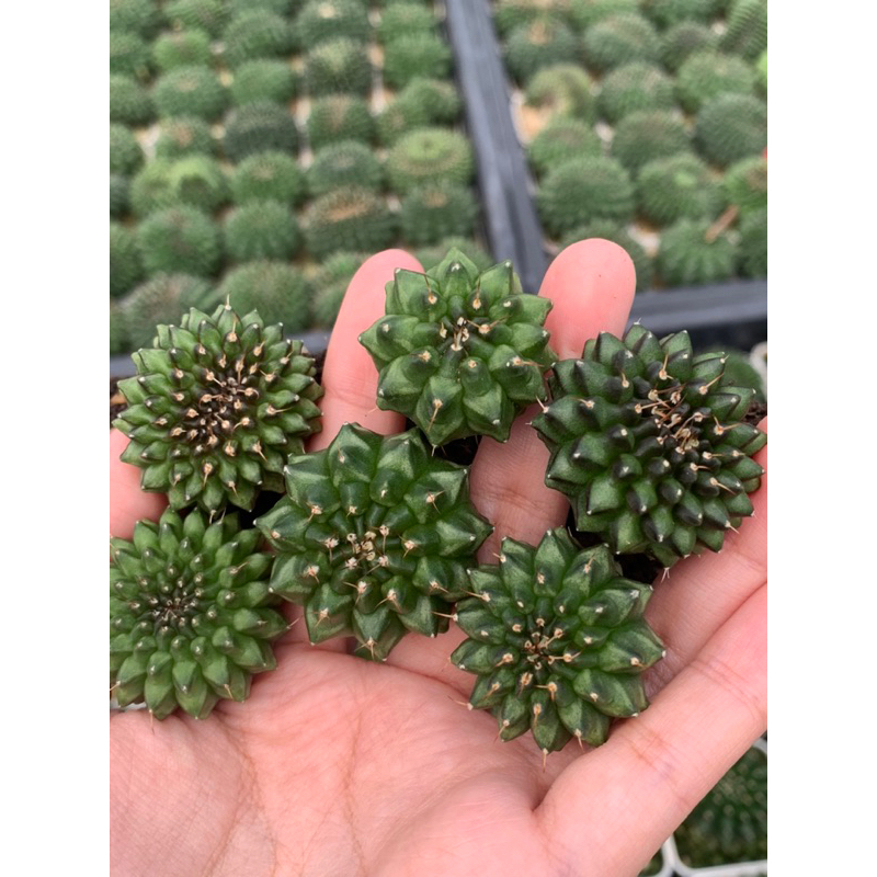 คริส🦚กึ่งไร้หนาม Gymno Cristata มีให้เลือกหลายขนาด
