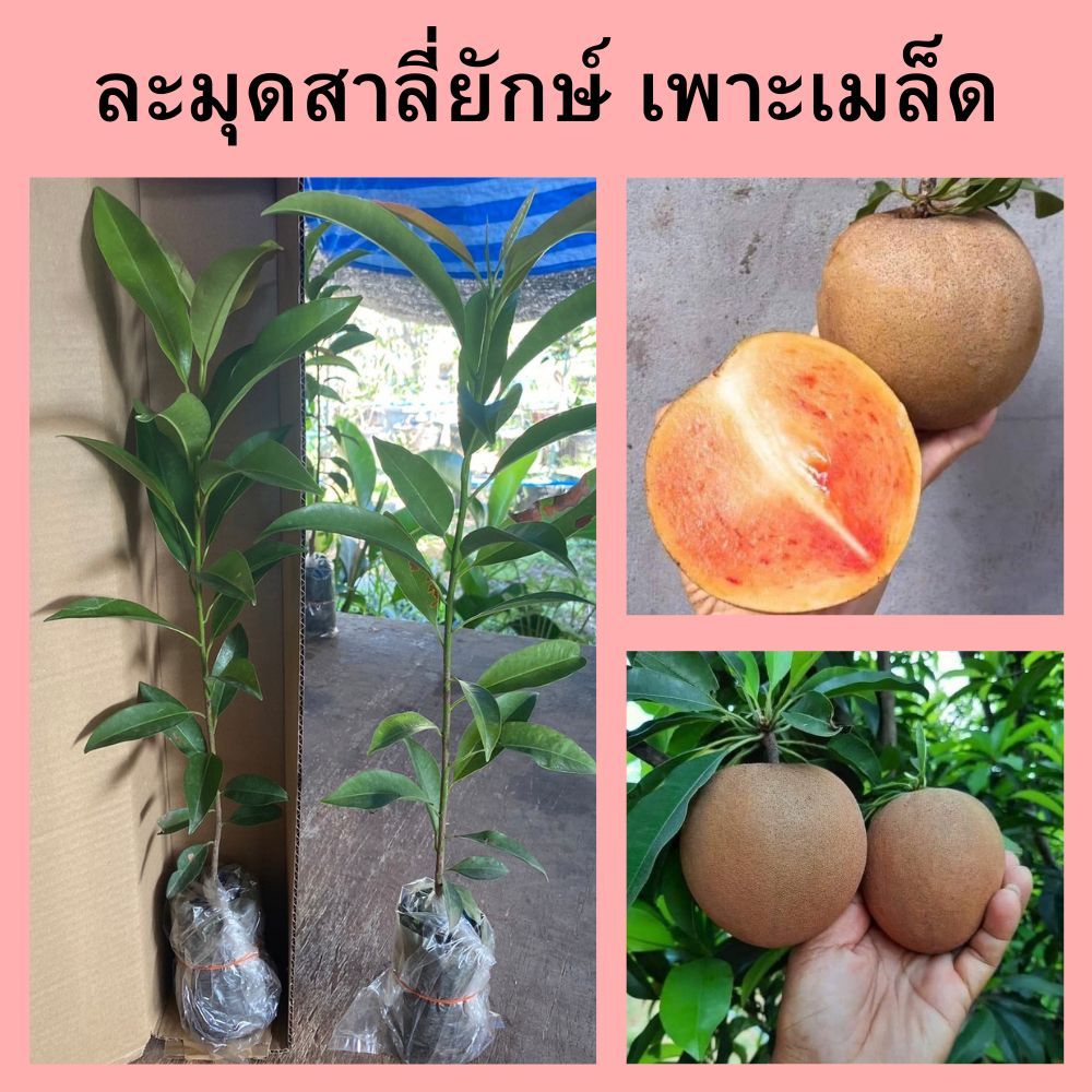 (2ต้น)🎈ละมุดสาลี่ยักษ์ เพาะเมล็ด🎈🌲ความสูง 35 ซม.🌲 2ปีเริ่มติดผล