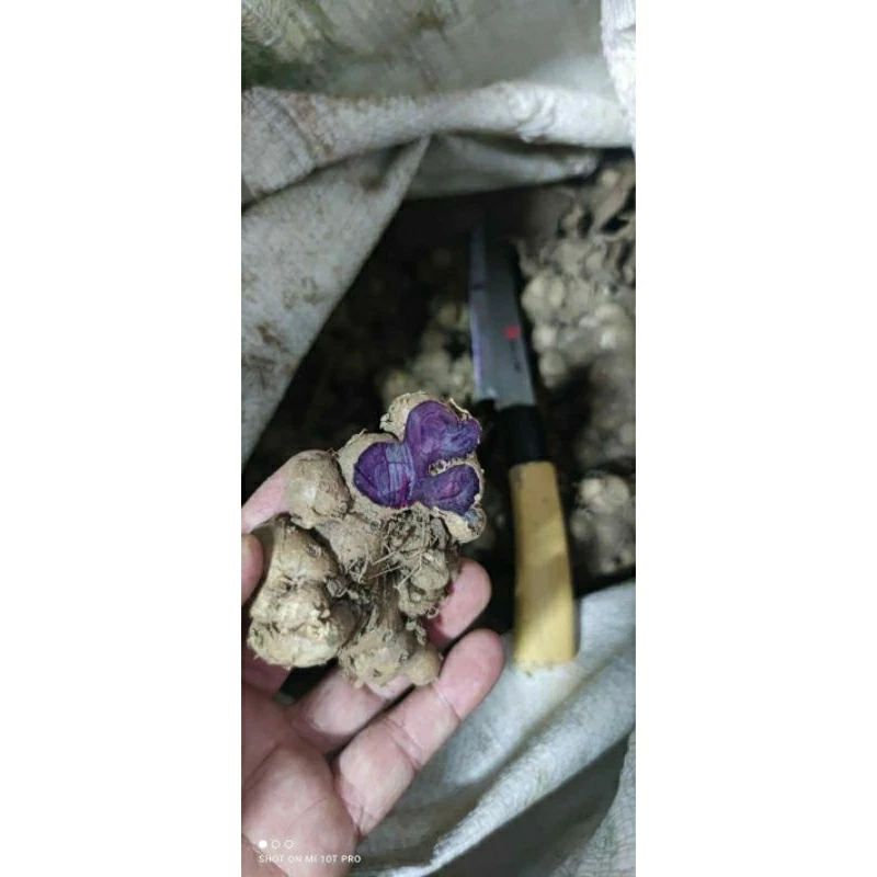 1กิโลกระชายดำสด(เจ้าของสวนขายเอง)