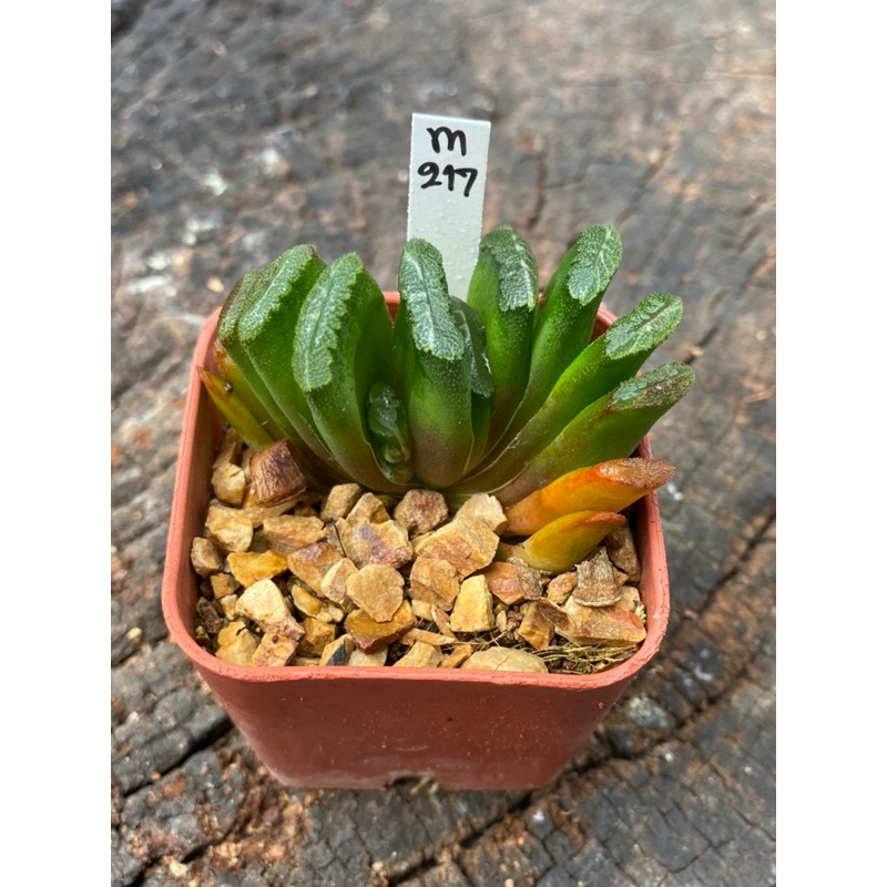 #ขาย Haworthia
#Haworthia Hybird
#ต้นไม้จิ๋ว
#ต้นไม้ประดับ
#กระถาง 2 นิ้ว