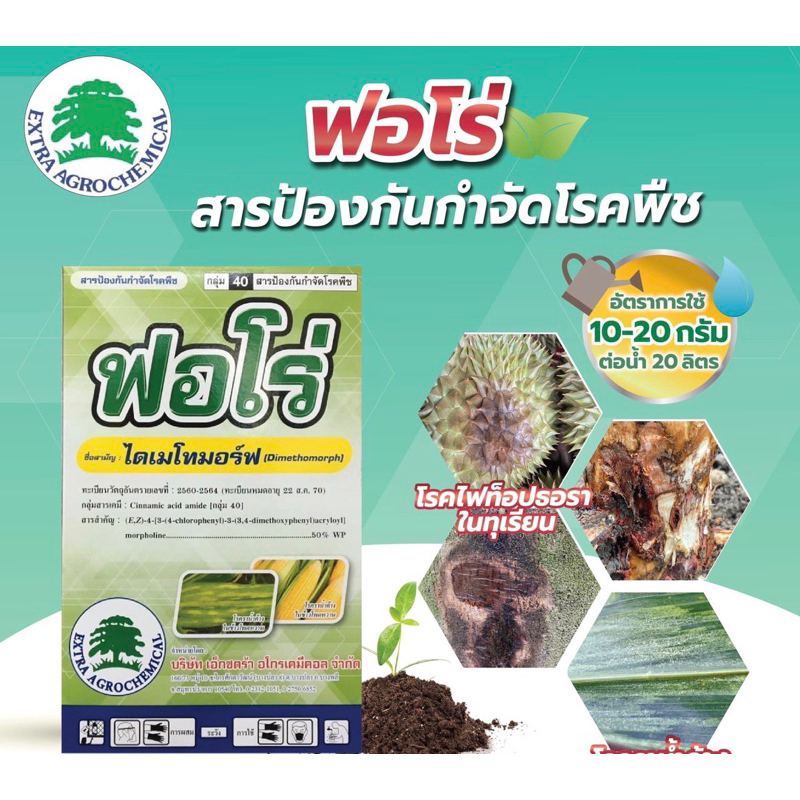 ฟอโร่(ไดเมโทมอร์ฟ)ไฟท็อปธอราเอาอยู่