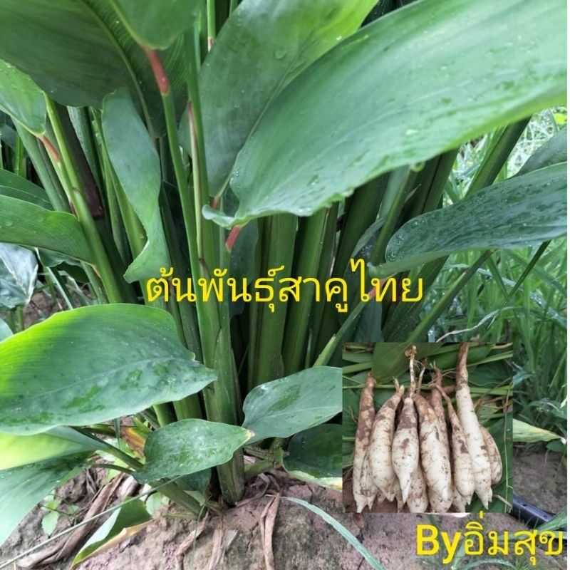 ต้นพันธุ์สาคูขาว (สาคูไทย) 15 ต้น