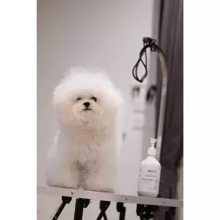 HOF Formula double white magic Shampoo for pets แชมพูขนขาวสำหรับ บิชอง มอลทีส สุนัขขนสีขาว