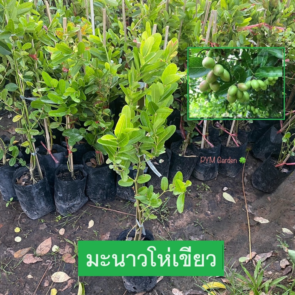 ต้นมะม่วงหาวมะนาวโห่ มะนาวโห่เขียว ผลสีเขียว (Karanda) พืชสมุนไพรไทย รับประทานผลสุก (รับประกันสินค้า)