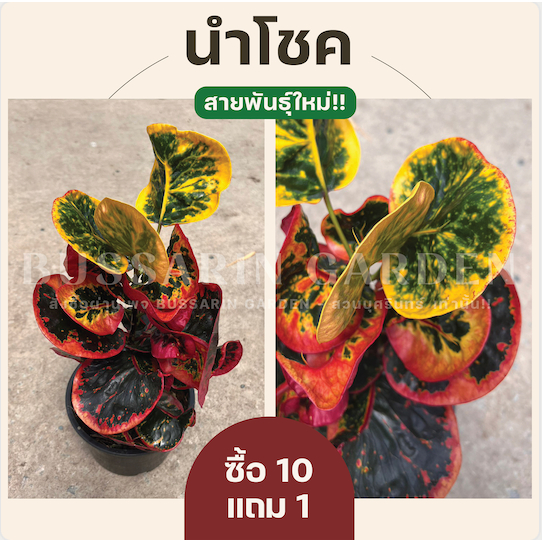 ต้นโกสนพันธุ์ "นำโชค ไซส์กระถาง 8" ซื้อ 10 แถม 1 (จัดส่งแบบถอดกระถาง+รับประกันสินค้า)
