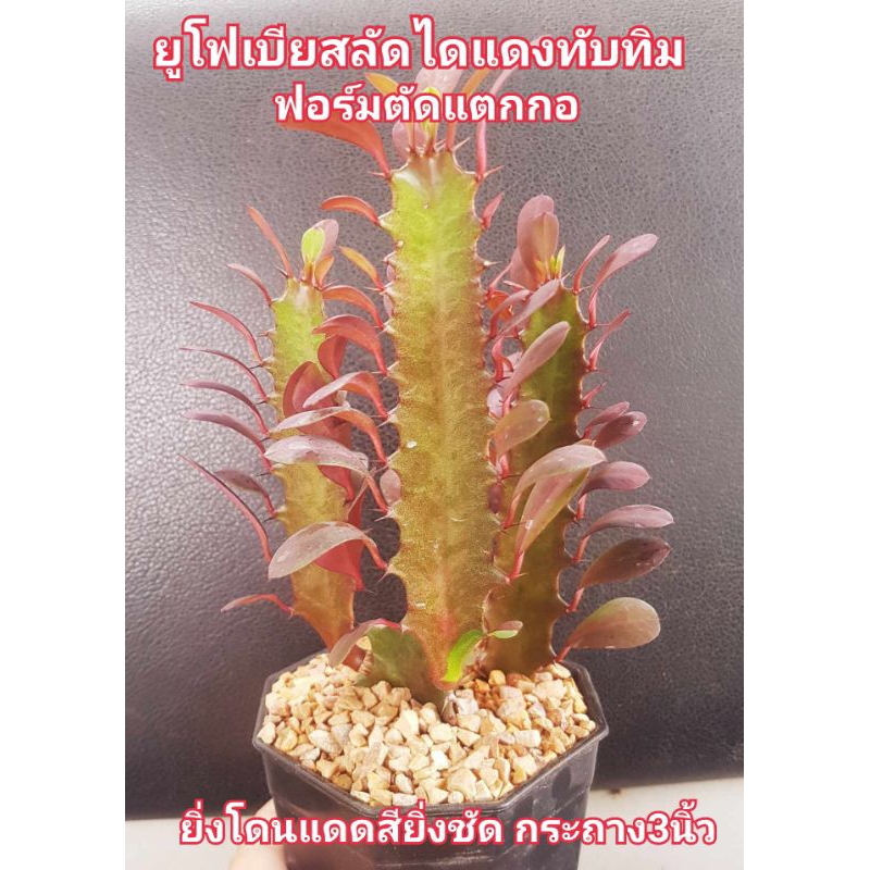 ยูโฟเบียสลัดไดสีแดงทับทิมตัดแตกฟอร์มกอกระถาง 3 นิ้ว