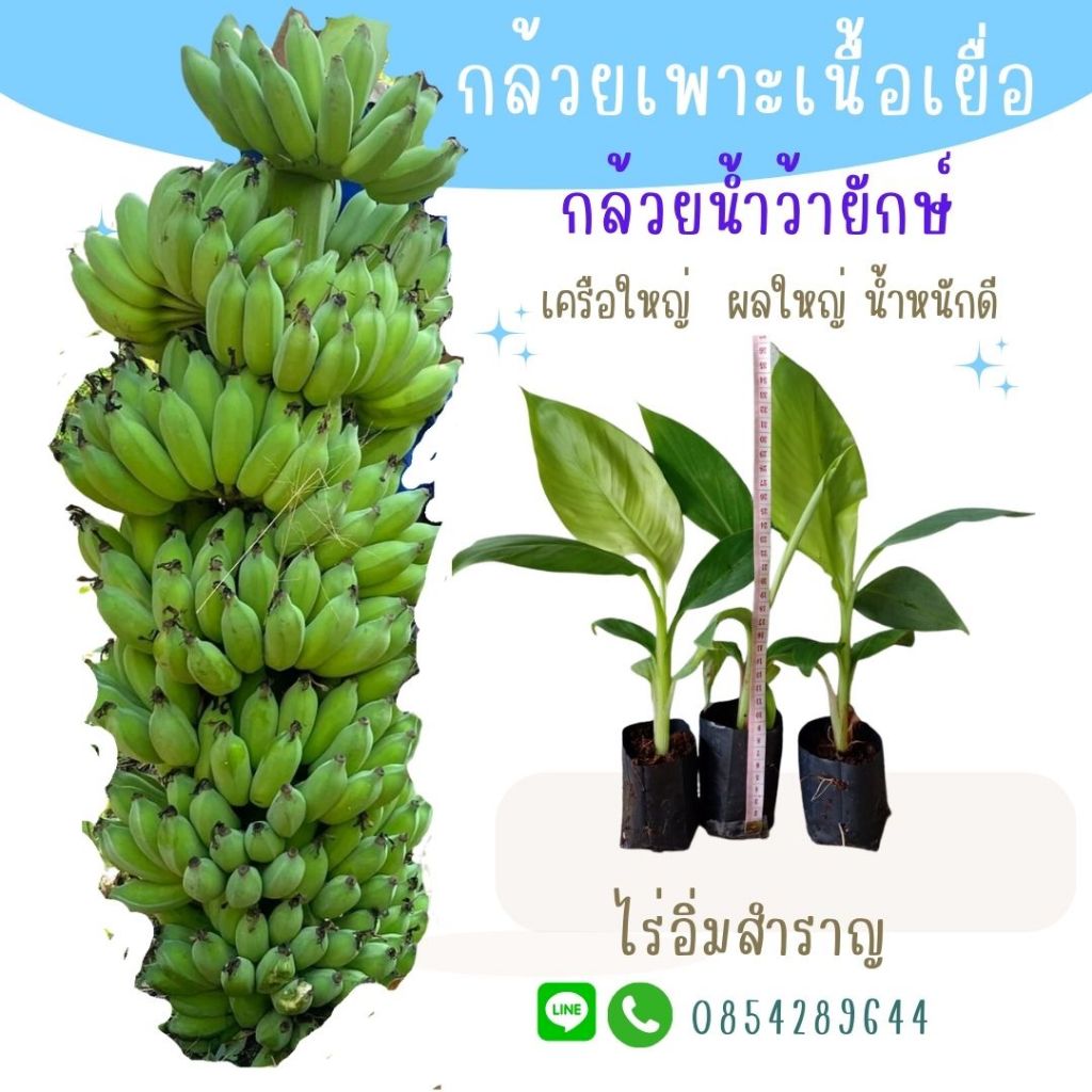 ต้นกล้วยน้ำว้ายักษ์ ผลใหญ่ เครือโต ต้นพันธุ์เพาะเนื้อเยื่อ ปลอดโรค ง พร้อมลงปลูก สายพันธุ์แท้จากห้องแลป ราคาส่ง