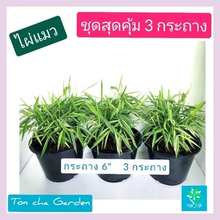 ต้นไผ่แมว ต้นไผ่เงิน สมุนไพรแมว ของโปรดน้องแมว