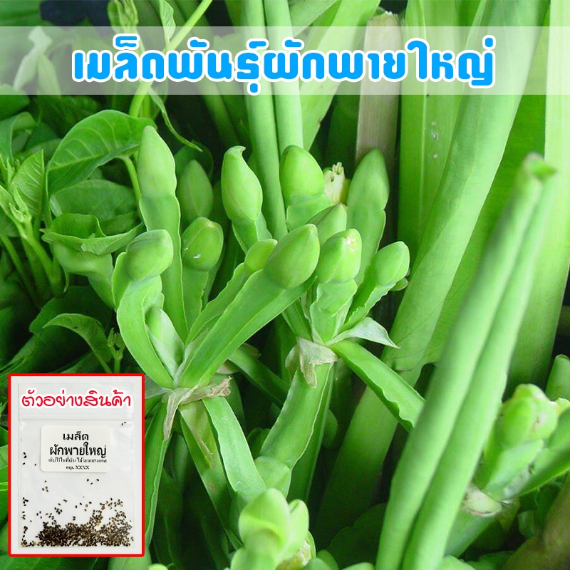 เมล็ดพันธุ์ผักพายใหญ่ ผักก้านจอง 90-200 เมล็ดเก็บผลผลิตได้ทั้งปี[10แถม1คละได้]