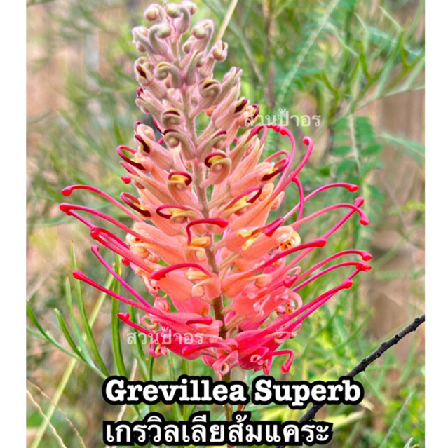 ขายกิ่งพันธุ์ สนเกรวิลเลีย "Grevillea Superb" สีโอรสแคระ หรือ สีส้มแคระ ทรงพุ่ม กระถางเบอร์10"ความสูง 70-90เซนติเมตร