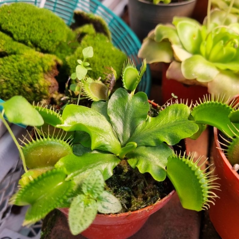 กาบหอยแครงกาบใหญ่ Venus flytrap