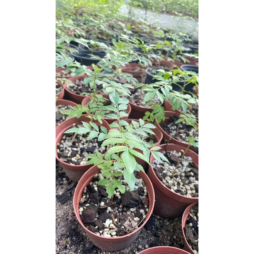 ต้นหอมแขก (ใบกะหรี่)Curry Leaf ต้นเพาะเมล็ด ลูกสุกมีรสหวานหอมเครื่องเทศใบกินเป็นผักสดหรือใส่ในแกงหรือทำอาหารได้