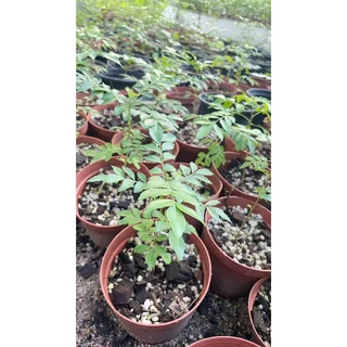 ต้นหอมแขก (ใบกะหรี่)Curry Leaf ต้นเพาะเมล็ด ลูกสุกมีรสหวานหอมเครื่องเทศใบกินเป็นผักสดหรือใส่ในแกงหรือทำอาหารได้