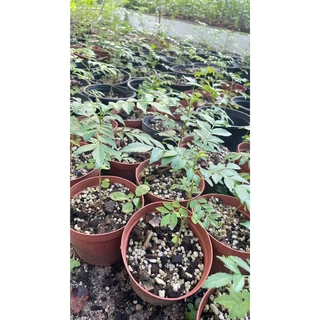 ต้นหอมแขก (ใบกะหรี่)Curry Leaf ต้นเพาะเมล็ด ลูกสุกมีรสหวานหอมเครื่องเทศใบกินเป็นผักสดหรือใส่ในแกงหรือทำอาหารได้