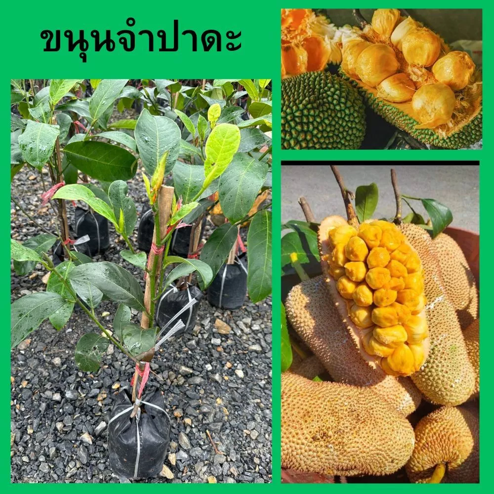 จำปาดะพันธุ์ทองตาปาน ต้นทาบกิ่ง ความสูง 45-50 ซม.🎄(1ต้น)