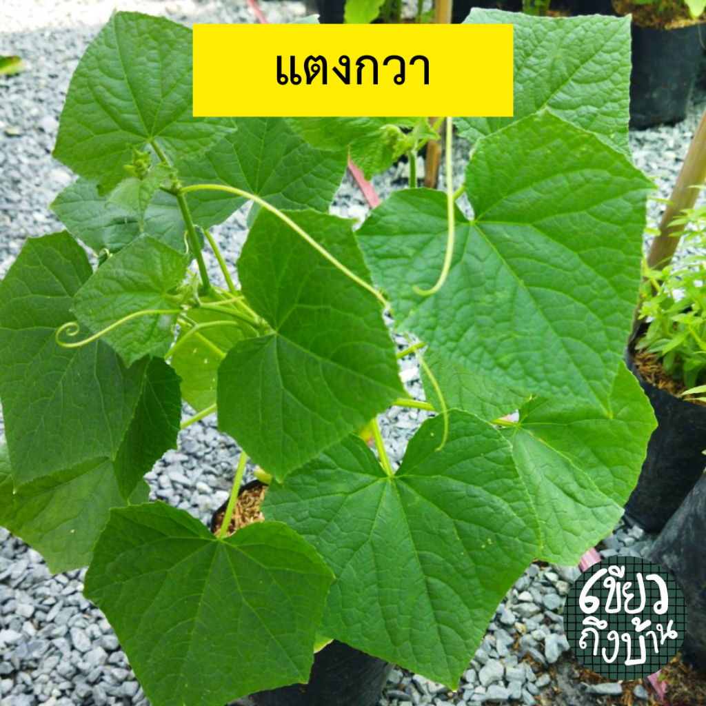 ต้นแตงกวา ต้นสวยแข็งแรงพร้อมปลูกลงดิน
