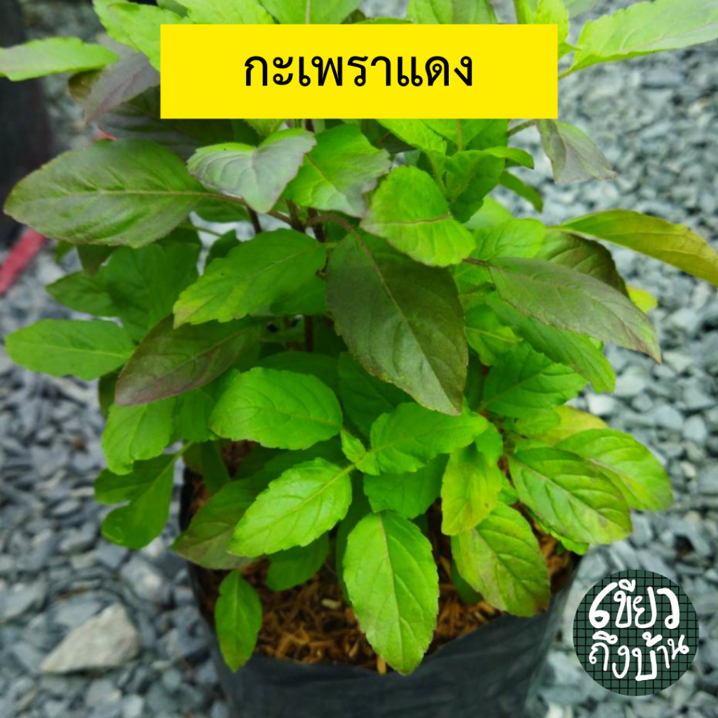 ต้นกะเพราแดง ใส่ถุงเพาะ 5 นิ้ว ต้นสวยแข็งแรงพร้อมปลูก ห่อหุ้มและแพ็คส่งอย่างดี