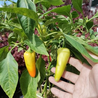 ต้นพริกหยวก ต้นพริกหนุ่ม ต้นพริกใหญ่ ขนาดถุงเพาะ 6 นิ้ว ผักอ…