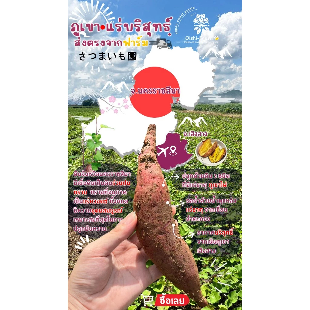 Oishi-Fresh มันหวานญี่ปุ่น 3 สายพันธุ์🍠ไซต์Snack🍠🇹🇭ปลูกไทย🇹🇭เบนิฮารุกะ🍠เนื้อเหลืองนุ่ม หอม หวาน 300-1000 ก.จัดส่ง 24 ชม. thumbnail 3