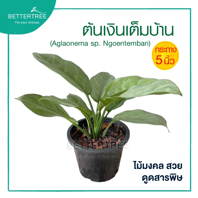 เงินเต็มบ้าน กระถาง 5 นิ้ว ไม้มงคล ไม้ในร่ม ต้นไม้