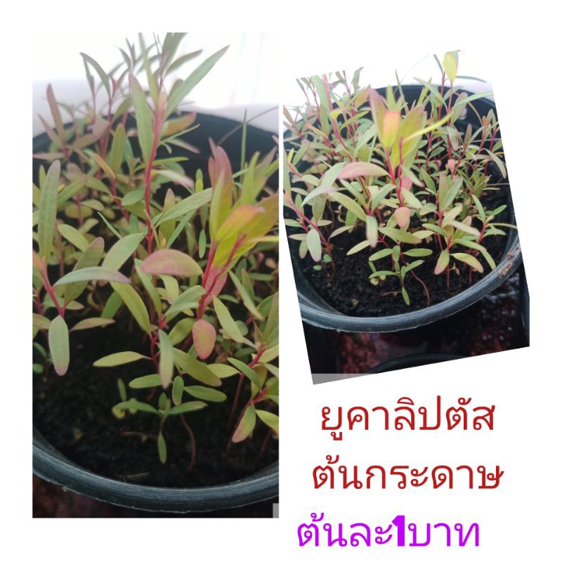 ต้นกล้ายูคาลิปตัส1บาท ลำต้นสีแดงเค7 ชุด100 ต้น 99 บาท