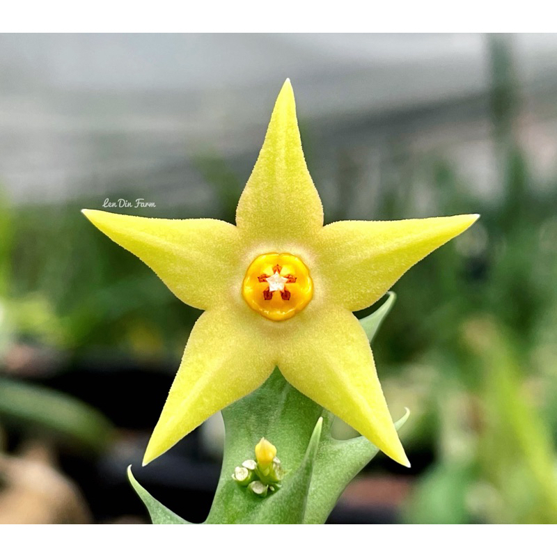 เก๋งจีน Orbea Aurantaica