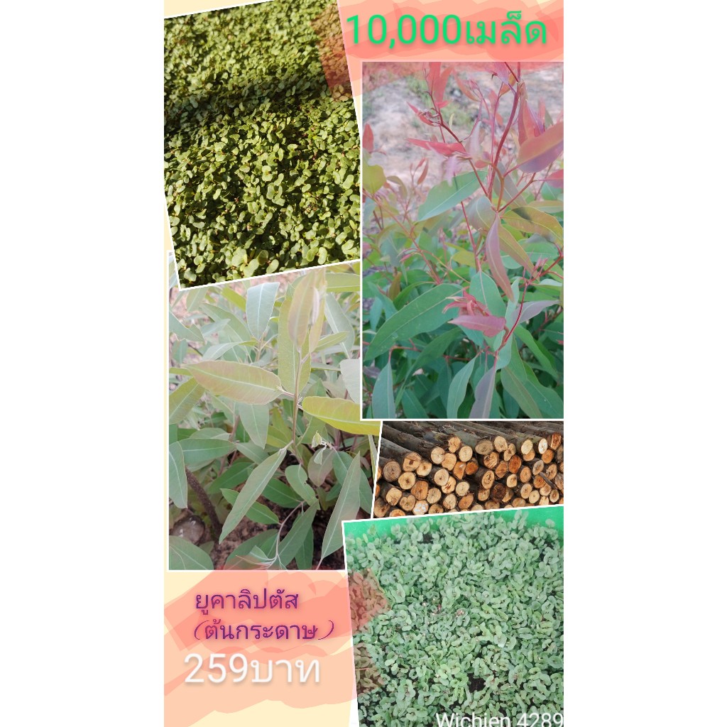 เมล็ดยูคาลิปตัสจำนวน10,000เมล็ดแถมกล้าขนาดเล็ก50ต้น259บาท