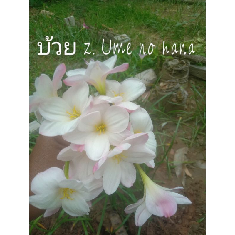 บัวดินสีขาว บัวดินบ้วย.      z. Ume no hana