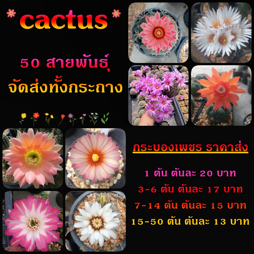 แคคตัส หลากหลายสายพันธ์ุ ต้นกระบองเพชร ต้นแคคตัส (แคคตัส กระบองเพชร)