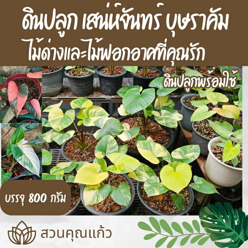 ดินปลูกต้นไม้ เสน่ห์จันทร์บุษราคัม และ บอนสีทุกสายพันธุ์