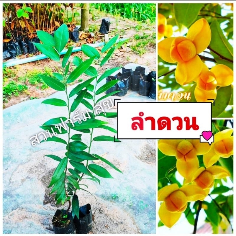 ต้นลำดวน (ต้นใหญ่ สูง 40-50 ซม.) พันธุ์ไม้ดอกหอม เพาะเมล็ด กล้าแข็งแรง (ต้นไม้เสียหาย ยินดีเคลมฟรี).