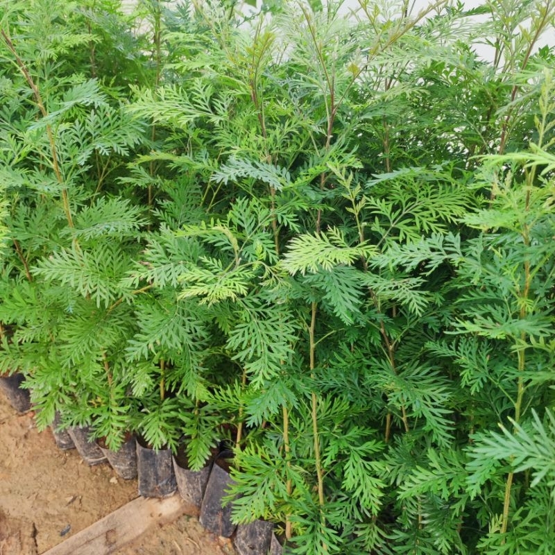 ต้นซิลเวอร์โอ๊ค ขนาด 50-60 cm