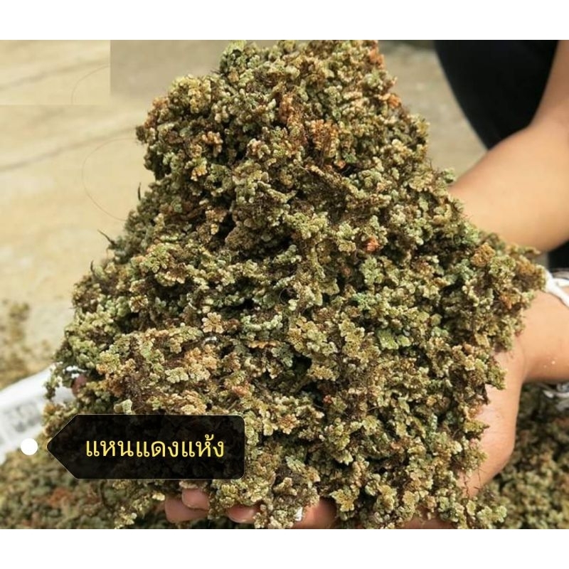 แหนแดงแห้ง 500 กรัม/139 บาท(Azolla microphylla)