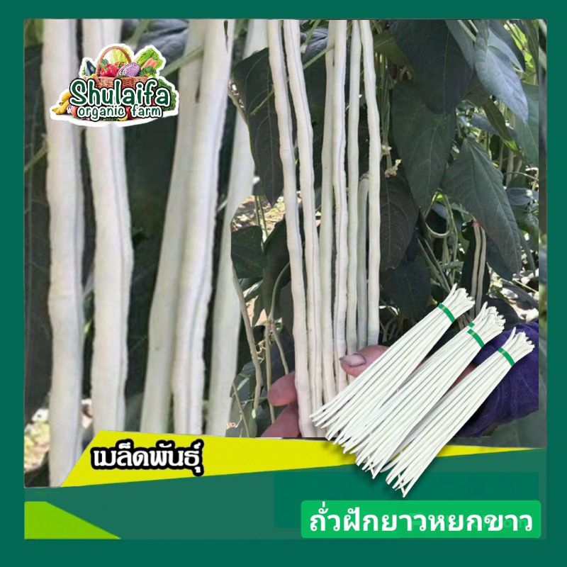 5แถม1เมล็ดถั่วฝักยาวหยกขาว 30เมล็ด เมล็ดถั่วฝักยาวสีขาว เนื้อแน่น รสชาติหวานกรอบ ปลูกง่าย ผลดก ทนต่อโรคแมลงศัตรูพืช