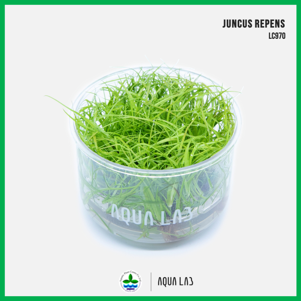 [APC] Juncus repens (จังคัสรีเพนส์) [ไม้น้ำ - Aquatic Plants] LC970