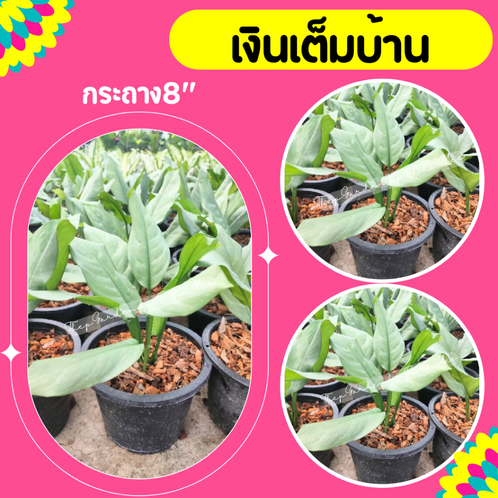 ต้นเงินเต็มบ้าน Aglaonema (1 ต้น / 1 คำสั่งซื้อ)