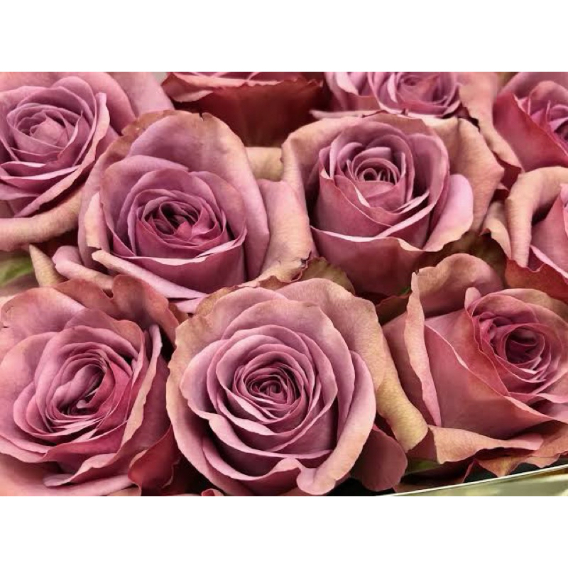กุหลาบ 🌹 มงมาร์ต Montmartre (ติดดอก)ทรงพุ่ม แบบถุง