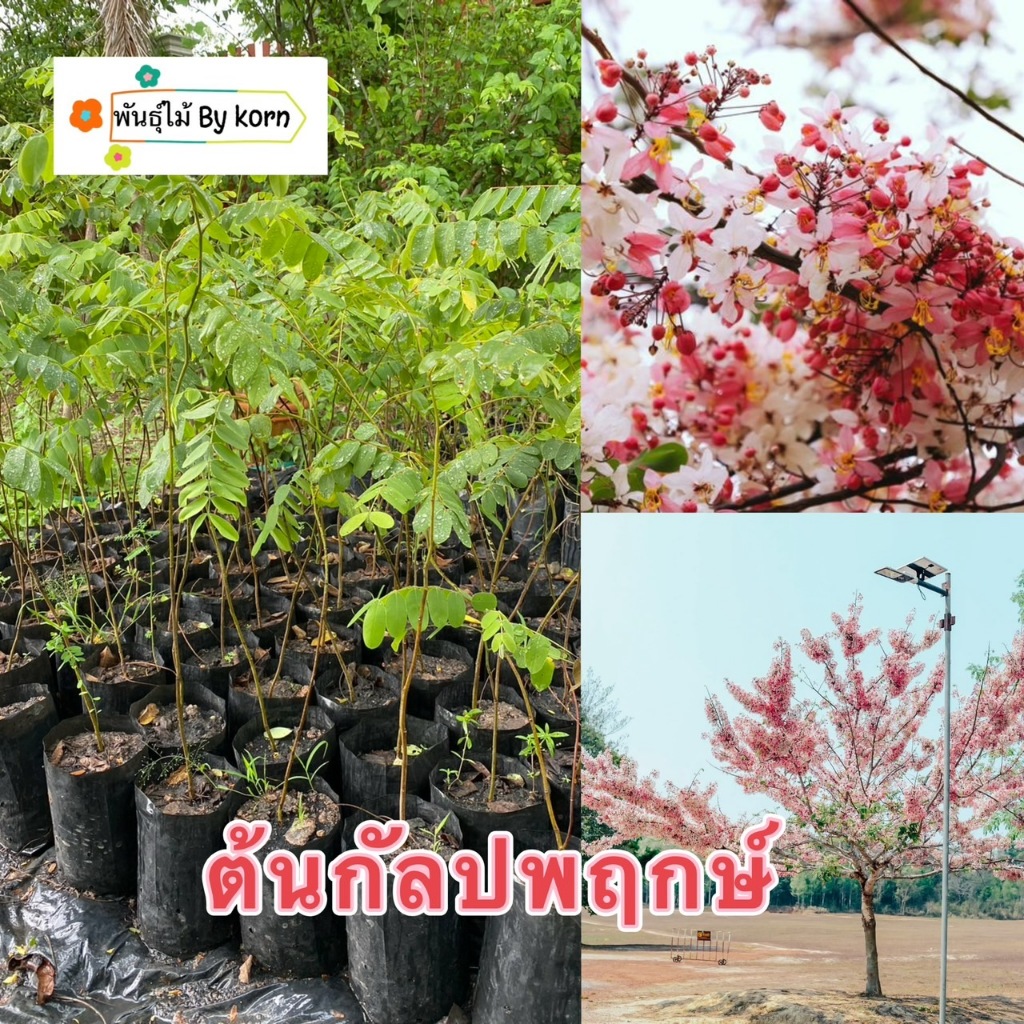 ต้นกัลปพฤกษ์  หรือ ซากุระเมืองไทย ไม้ดอกยืนต้น สูง 40-60 cm. สำคัญกรุณาสั่งซื้อในเวลา12:00น.-00:00น.