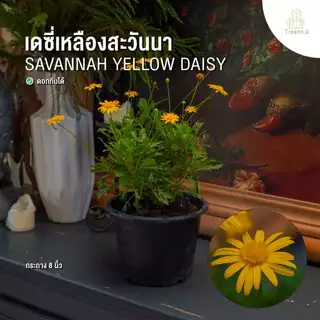 Treeno.9 รวมเดซี่ Daisy ดอกไม้รับประทานได้ กระถางแขวน 8 นิ้ว สูง 25-50 ซม. ไม้ประดับ ไม้ดอก ไม้จัดสวน