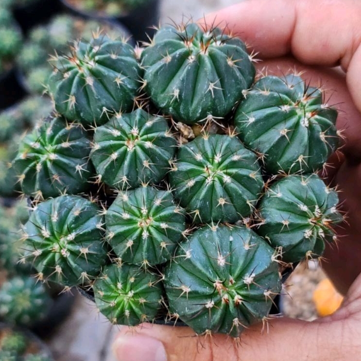 Melocactus เมโล แคคตัส หนามสวย พอตล่ะ 65 บาท