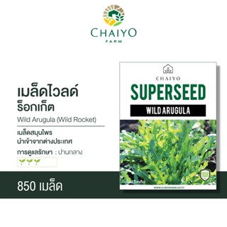 เมล็ด WILD ARUGULA (Wild Roquette) ไวลด์ ร็อกเก็ต