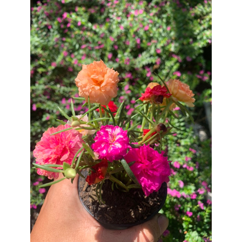 💐แพรเซี่ยงไฮ้💐(คุณนายตื่นสาย) คละสี (ในกระถาง 3 นิ้ว) สั่ง 1️⃣0️⃣แถม 2️⃣ ฟรี ดอกซ้อนสวยเหมือนกุหลาบ🌹คุณนายตื่นสาย คละสี - รูปที่ 6