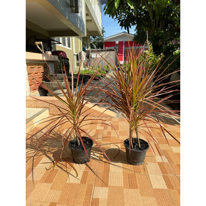 มุมมอง 5