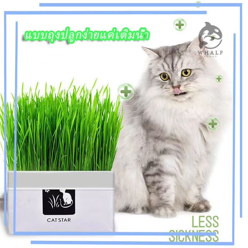 🌱ชุดปลูกหญ้าแมว🌱 แบบถุงปลูกง่ายแค่เติมน้ำ ต้นอ่อนข้าวสาลี ออแกนิกส์ สำหรับ หมา แมว หนู กระต่าย นก และสัตว์กินหญ้าอื่นๆ
