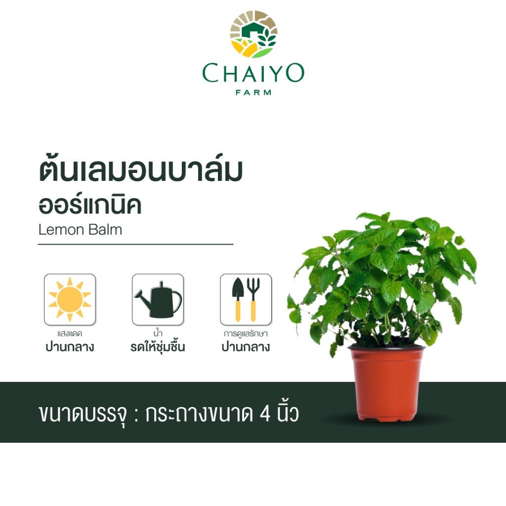 ต้นเลมอนบาล์ม ออร์แกนิค Organic  Lemon Balm กระถาง 4 นิ้ว และ 6 นิ้ว