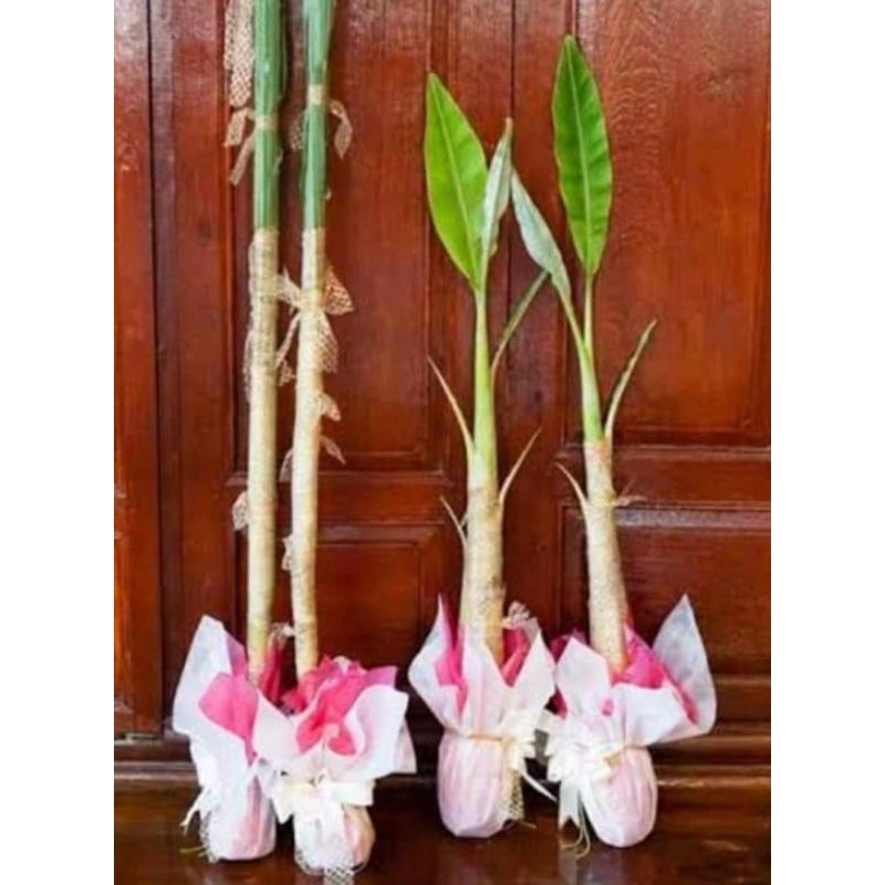 กล้วย อ้อย เพื่อใช้ในงานมงคล1ชุด200บาท (ได้กล้วย1ต้นอ้อย1ต้น) อ้อยขุดทั้งต้นมีราก กล้วยอ้อยสูงราว70เซ็นไม่เกิน1เมตร