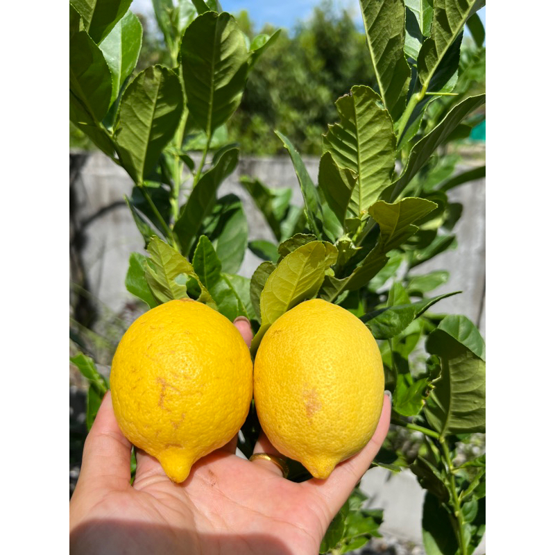 🍋ต้นมะนาวเลม่อน(ยูเรก้า)🍋  กิ่งตอน ต้นเตี้ย #ลูกดก #ติดผลไวมาก เป็นมะนาวที่มีกลิ่นหอมแรงมาก น้ำเยอะ รสชาติเปรี้ยวอมหวาน
