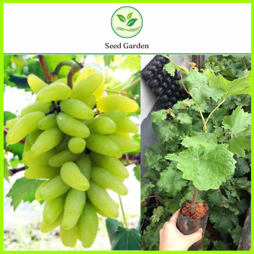 [ต้นไม้ทาบตา] ต้นกล้าองุ่นเขียวออสเตรเลียสูง 40-60 ซม. ให้ผลเร็ว รสหวาน ผลกรุบกรอบ ผลผลิตมั่นคง